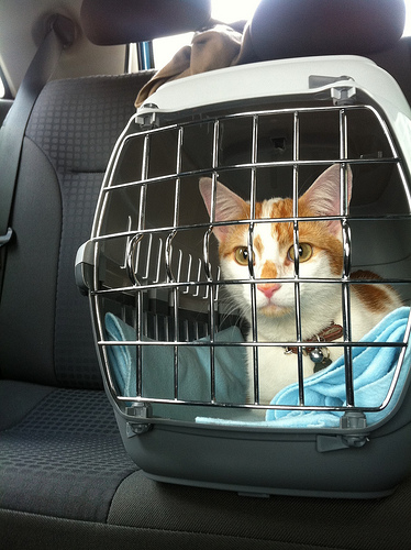 cat carrier photo